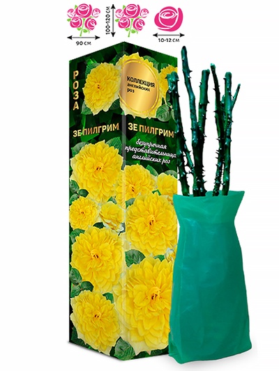 Саженец Роза английская «Зе Пилгрим», 1 шт., Весна 2026