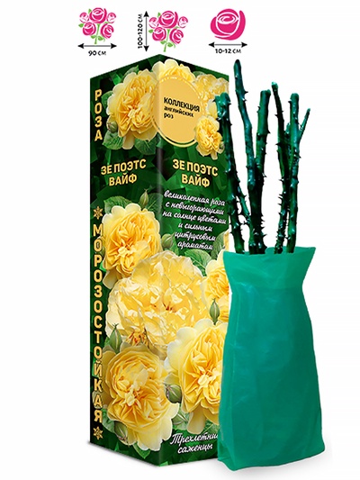 Саженец Роза английская «Зе Поэтс Вайф», 1 шт., Весна 2026