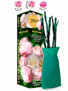 Саженец Роза Констанс Английская-срезочная, 1 шт. Весна 2026  (артикул 10920731)  большой выбор товаров оптом и в розницу по низким ценам с доставкой