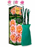 Саженец Роза Концерто Шраб, 1 шт. Весна 2026  (артикул 10920732)  большой выбор товаров оптом и в розницу по низким ценам с доставкой