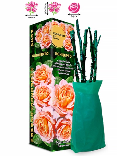 Саженец Роза шраб «Концерто», 1 шт., Весна 2026