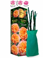 Саженец Роза Ла Вилла Котта Шраб, 1 шт. Весна 2026  (артикул 10920733)  большой выбор товаров оптом и в розницу по низким ценам с доставкой