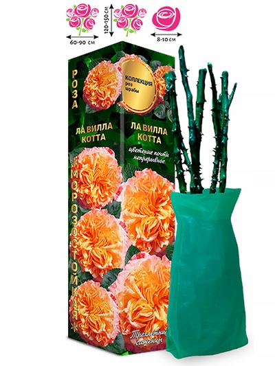 Саженец Роза шраб «Ла Вилла Котта», 1 шт., Весна 2026