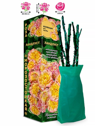 Саженец Роза шраб «Ландлуст», 1 шт., Весна 2026