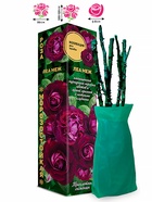 Саженец Роза Леа Меж Шраб, 1 шт. Весна 2026  (артикул 10920735)  большой выбор товаров оптом и в розницу по низким ценам с доставкой