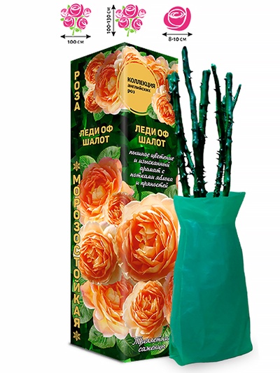 Саженец Роза английская «Леди оф Шалот», 1 шт., Весна 2026