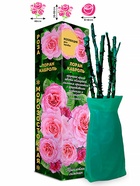 Саженец Роза Лоран Каброль Шраб, 1 шт. Весна 2026  (артикул 10920737)  большой выбор товаров оптом и в розницу по низким ценам с доставкой