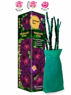 Саженец Роза Миднайт Блю Шраб, 1 шт. Весна 2026  (артикул 10920741)  большой выбор товаров оптом и в розницу по низким ценам с доставкой