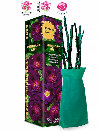 Саженец Роза Миднайт Блю Шраб, 1 шт. Весна 2026