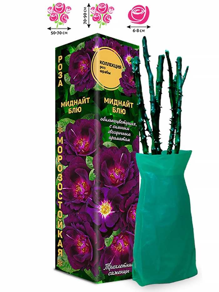 Саженец Роза Миднайт Блю Шраб, 1 шт. Весна 2026 - Фото 1
