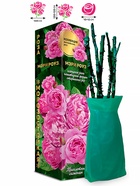 Саженец Роза Мэри Роуз Английская, 1 шт. Весна 2026  (артикул 10920742)  большой выбор товаров оптом и в розницу по низким ценам с доставкой