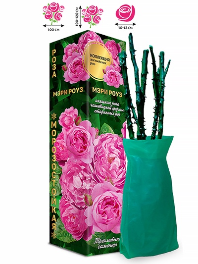 Саженец Роза английская «Мэри Роуз», 1 шт., Весна 2026