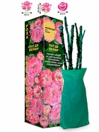 Саженец Роза Пат де Велюр Шраб, 1 шт. Весна 2026  (артикул 10920744)  большой выбор товаров оптом и в розницу по низким ценам с доставкой