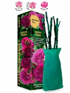 Саженец Роза Перпл Лодж Шраб, 1 шт. Весна 2026  (артикул 10920746)  большой выбор товаров оптом и в розницу по низким ценам с доставкой