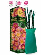 Саженец Роза Приер де сан Косм Шраб, 1 шт. Весна 2026  (артикул 10920747)  большой выбор товаров оптом и в розницу по низким ценам с доставкой