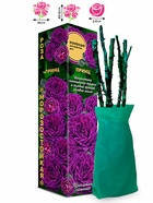 Саженец Роза Принц Английская, 1 шт. Весна 2026  (артикул 10920748)  большой выбор товаров оптом и в розницу по низким ценам с доставкой