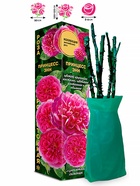 Саженец Роза Принцесс Энн Английская, 1 шт. Весна 2026  (артикул 10920749)  большой выбор товаров оптом и в розницу по низким ценам с доставкой