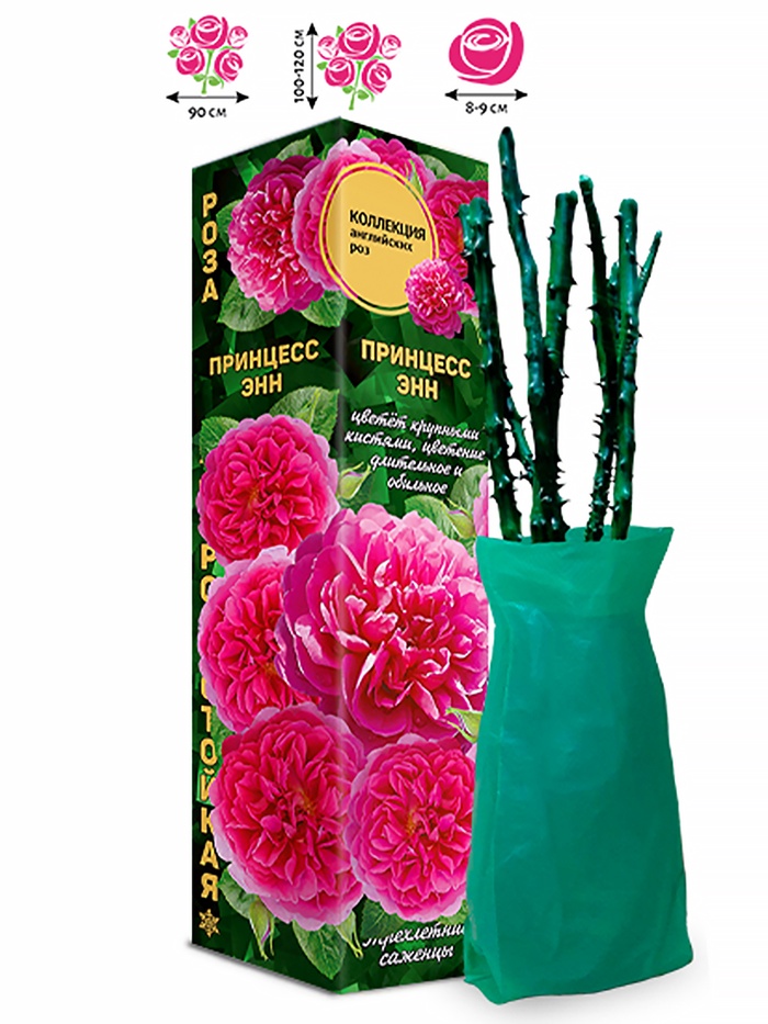 Саженец Роза Принцесс Энн Английская, 1 шт. Весна 2026 - Фото 1