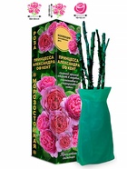 Саженец Роза Принцесса Александра оф кент Английская, 1 шт. Весна 2026  (артикул 10920751)  большой выбор товаров оптом и в розницу по низким ценам с доставкой