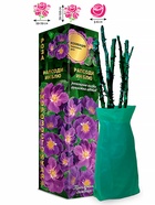 Саженец Роза Рапсоди ин Блю Парковая, 1 шт. Весна 2026  (артикул 10920752)  большой выбор товаров оптом и в розницу по низким ценам с доставкой