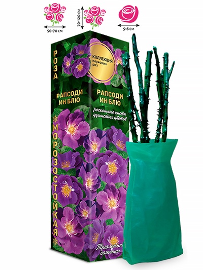 Саженец Роза парковая «Рапсоди ин Блю», 1 шт., Весна 2026