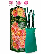 Саженец Роза Роз де Цистерсьен Шраб, 1 шт. Весна 2026  (артикул 10920753)  большой выбор товаров оптом и в розницу по низким ценам с доставкой