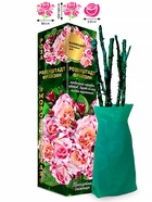 Саженец Роза Розенштадт Фрайзин Парковая, 1 шт. Весна 2026  (артикул 10920754)  большой выбор товаров оптом и в розницу по низким ценам с доставкой