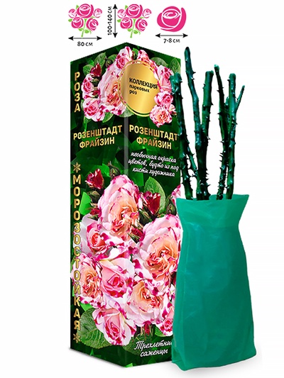 Саженец Роза парковая «Розенштадт Фрайзин», 1 шт., Весна 2026