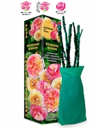 Саженец Роза Розоман Жанон Шраб, 1 шт. Весна 2026  (артикул 10920755)  большой выбор товаров оптом и в розницу по низким ценам с доставкой