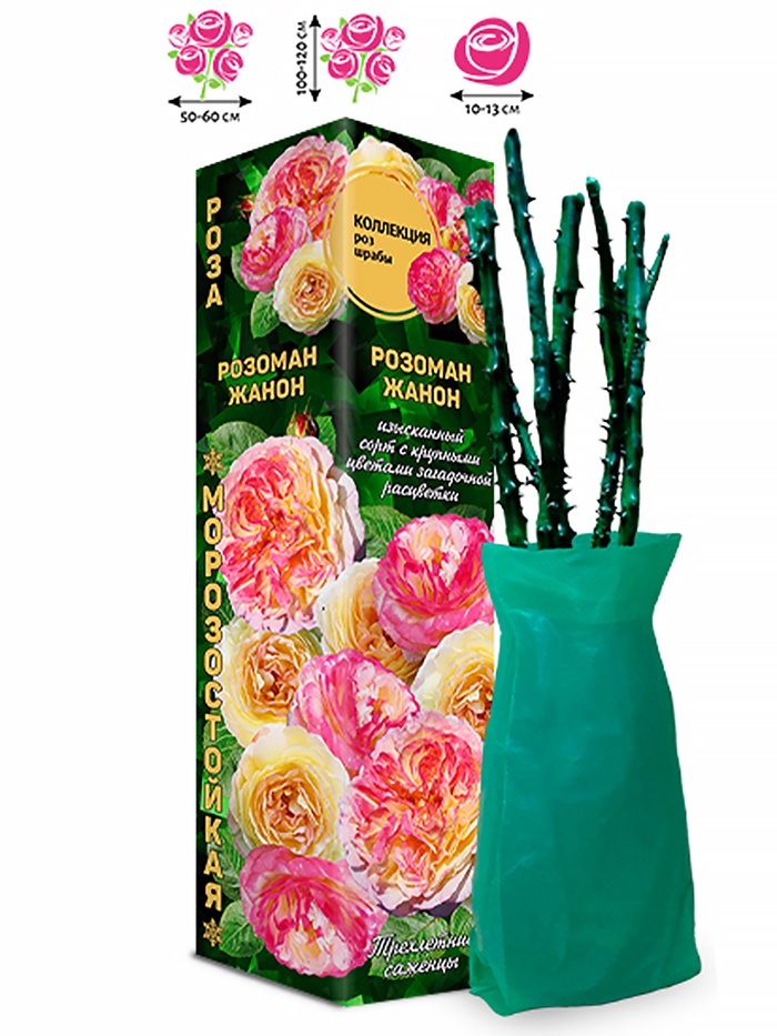 Саженец Роза Розоман Жанон Шраб, 1 шт. Весна 2026 - Фото 1