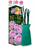 Саженец Роза Романтика Белая с Розовым Кантом Английская, 1 шт. Весна 2026  (артикул 10920756)  большой выбор товаров оптом и в розницу по низким ценам с доставкой