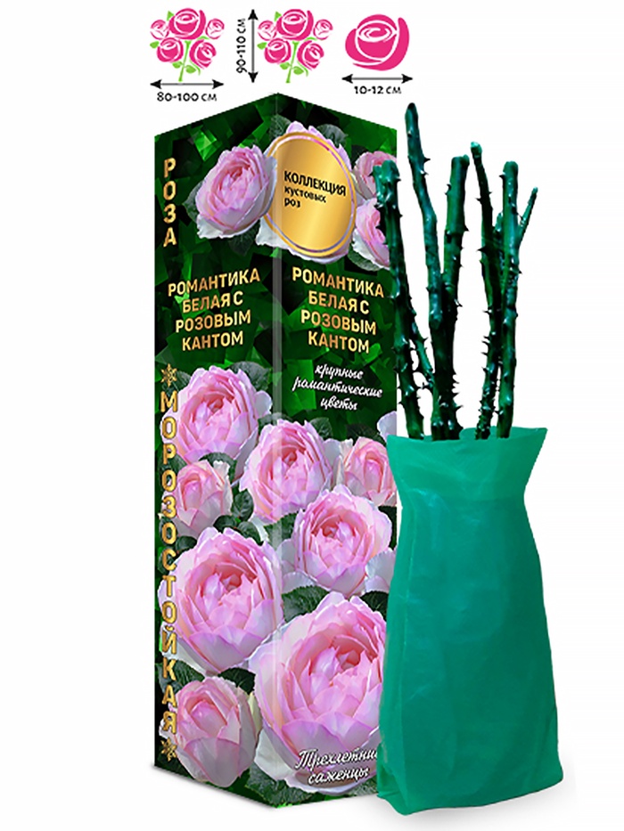 Саженец Роза Романтика Белая с Розовым Кантом Английская, 1 шт. Весна 2026 - Фото 1