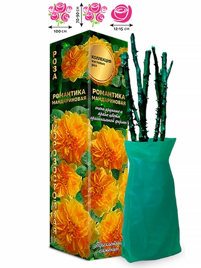 Саженец Роза английская «Романтика Мандариновая», 1 шт., Весна 2026