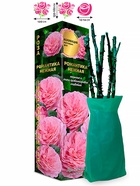 Саженец Роза Романтика Нежная Кустовая, 1 шт. Весна 2026  (артикул 10920759)  большой выбор товаров оптом и в розницу по низким ценам с доставкой