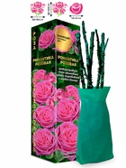 Саженец Роза Романтика Розовая Кустовая, 1 шт. Весна 2026  (артикул 10920761)  большой выбор товаров оптом и в розницу по низким ценам с доставкой
