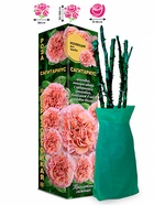 Саженец Роза Сагитариус Шраб, 1 шт. Весна 2026  (артикул 10920762)  большой выбор товаров оптом и в розницу по низким ценам с доставкой