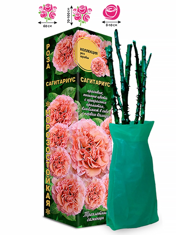 Саженец Роза Сагитариус Шраб, 1 шт. Весна 2026 - Фото 1