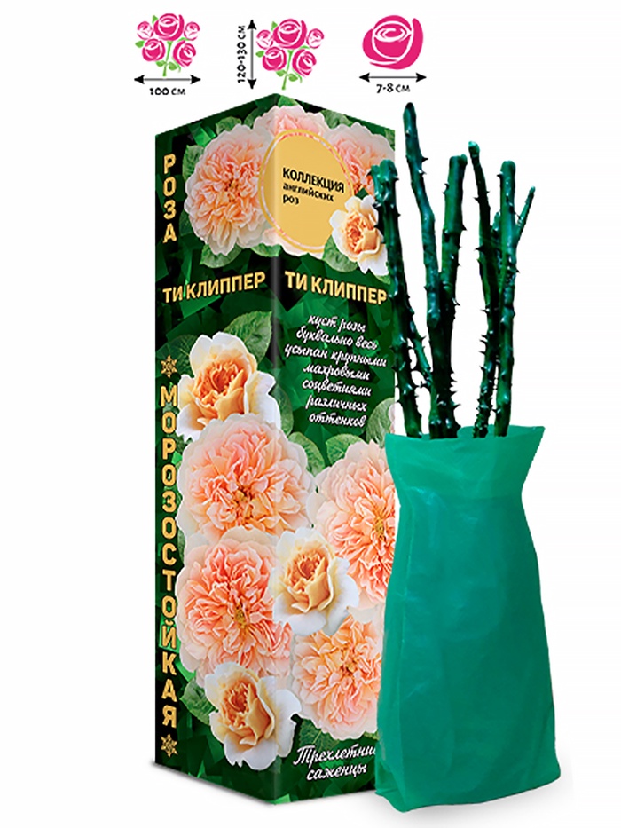 Саженец Роза Ти Клиппер Английская, мускусная, 1 шт. Весна 2026 - Фото 1