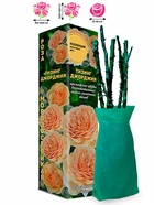 Саженец Роза Тизинг Джорджия Кустовая-английская, 1 шт. Весна 2026  (артикул 10920765)  большой выбор товаров оптом и в розницу по низким ценам с доставкой