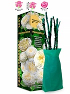 Саженец Роза Транквилити Английская, 1 шт. Весна 2026  (артикул 10920766)  большой выбор товаров оптом и в розницу по низким ценам с доставкой