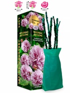 Саженец Роза Флоренс Делатре Шраб, 1 шт. Весна 2026  (артикул 10920768)  большой выбор товаров оптом и в розницу по низким ценам с доставкой