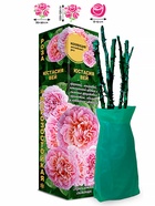 Саженец Роза Юстасия Вей Английская, 1 шт. Весна 2026  (артикул 10920773)  большой выбор товаров оптом и в розницу по низким ценам с доставкой