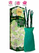 Саженец Роза Грин Айс Миниатюрная, 1 шт. Весна 2026  (артикул 10920786)  большой выбор товаров оптом и в розницу по низким ценам с доставкой