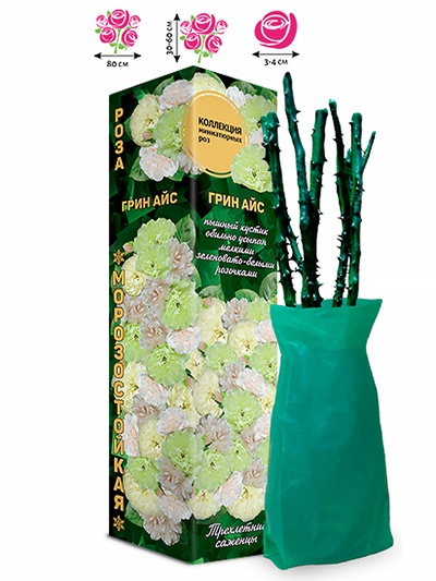 Саженец Роза миниатюрная «Грин Айс», 1 шт., Весна 2026