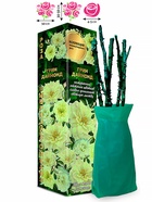 Саженец Роза Грин Даймонд Миниатюрная, 1 шт. Весна 2026  (артикул 10920787)  большой выбор товаров оптом и в розницу по низким ценам с доставкой