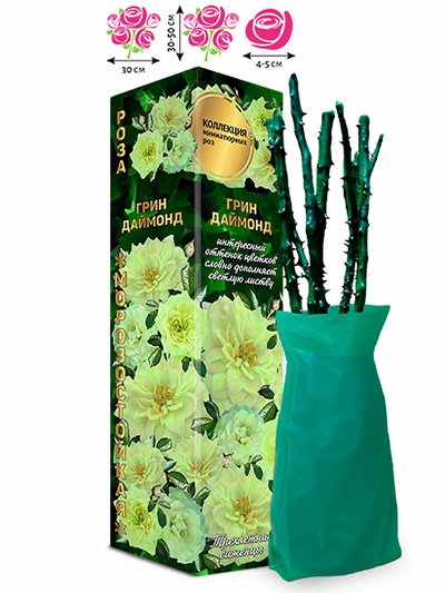 Саженец Роза миниатюрная «Грин Даймонд», 1 шт., Весна 2026