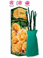 Саженец Роза Клементина Миниатюрная, 1 шт. Весна 2026  (артикул 10920788)  большой выбор товаров оптом и в розницу по низким ценам с доставкой