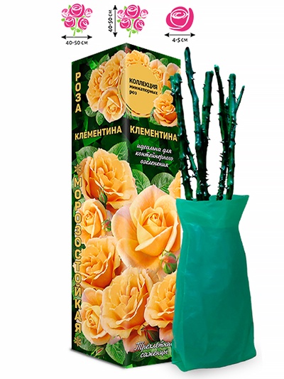 Саженец Роза миниатюрная «Клементина», 1 шт., Весна 2026