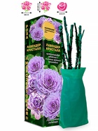 Саженец Роза Лавендер Кристалл Миниатюрная, 1 шт. Весна 2026  (артикул 10920791)  большой выбор товаров оптом и в розницу по низким ценам с доставкой