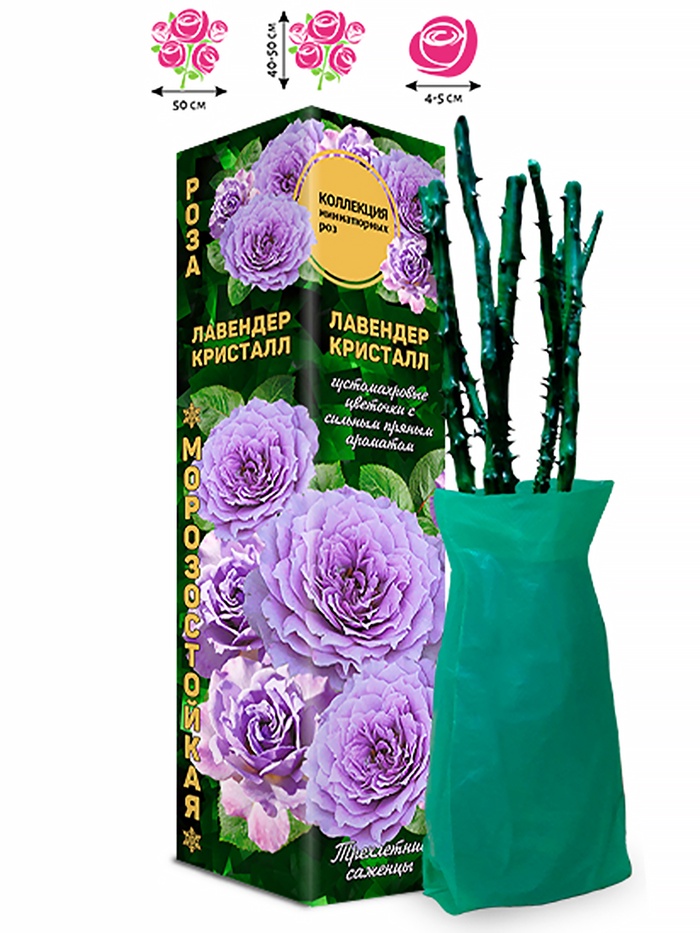 Саженец Роза Лавендер Кристалл Миниатюрная, 1 шт. Весна 2026 - Фото 1